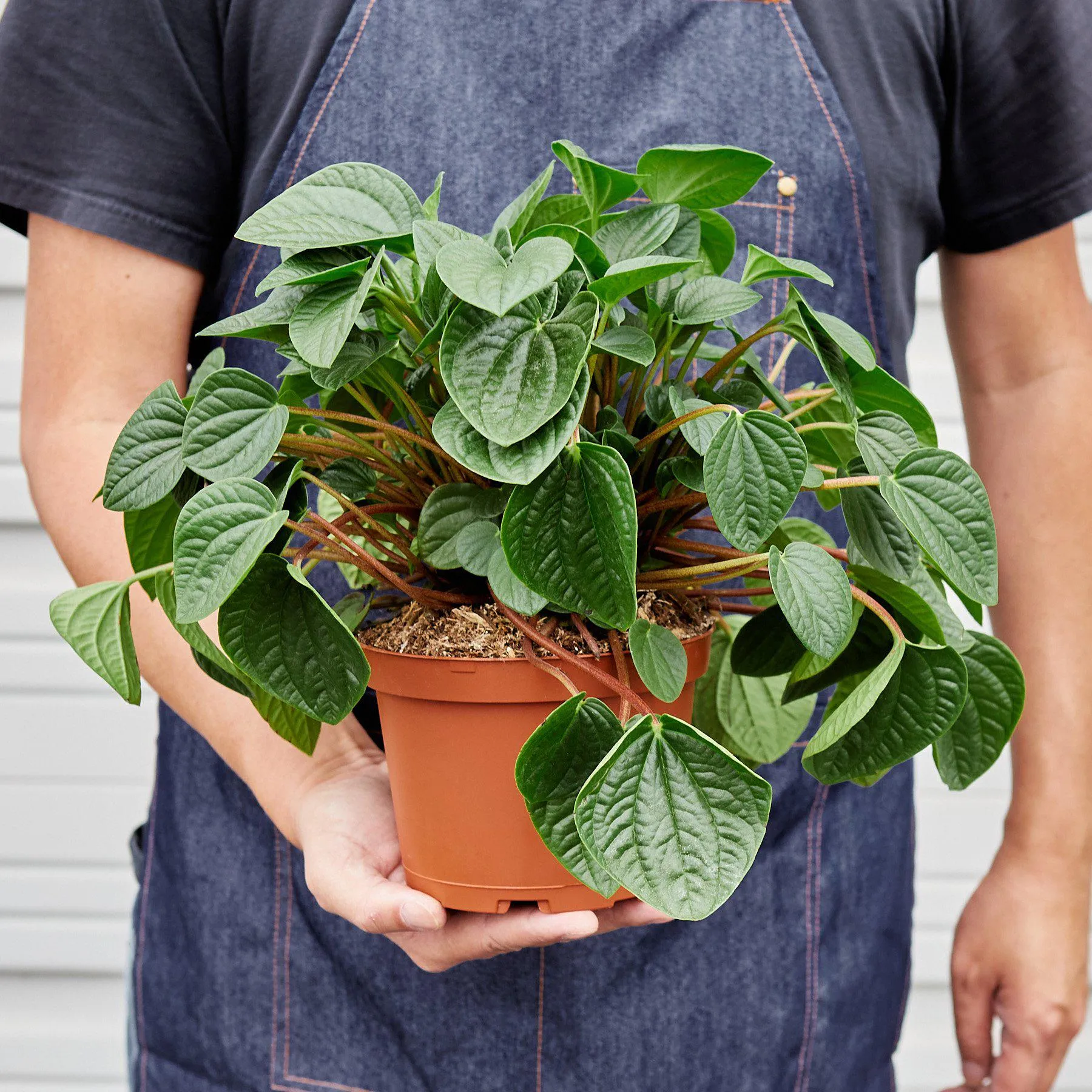 Peperomia 'Rana Verde'