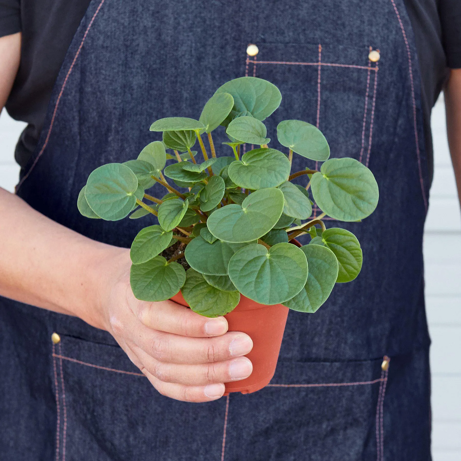 Peperomia 'Rana Verde'