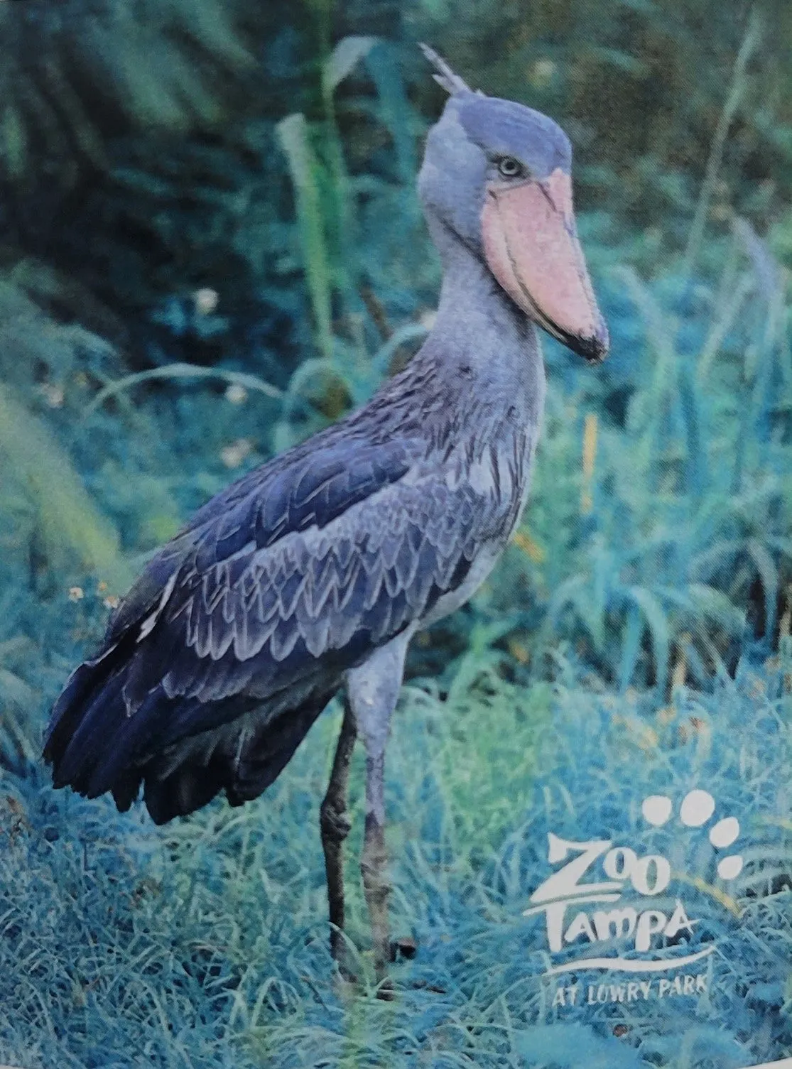 Shoebill Throw Blanket